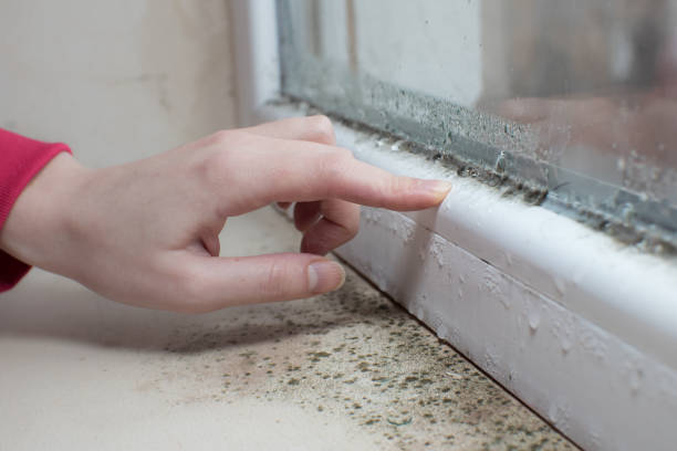 Mold Removal for HVAC Installations in Harveys Lake, PA